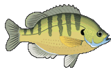 sunfish 