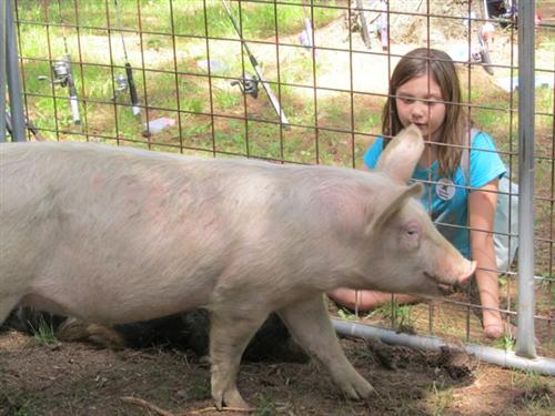 Pig 1 