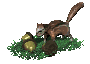 Squirrel 