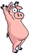 pig 