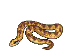 snake 