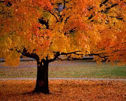 tree image
