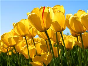 flower image