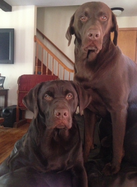 dog image